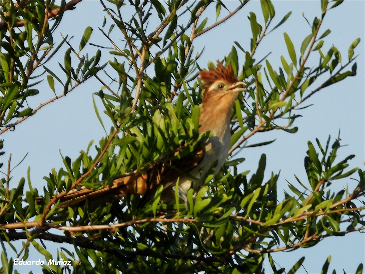 Striped Cuckoo - ML620280368