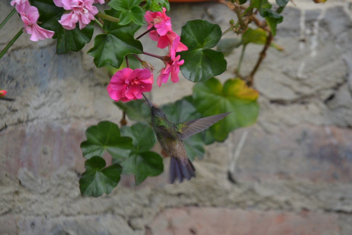 Colibrí Aterciopelado - ML620280375