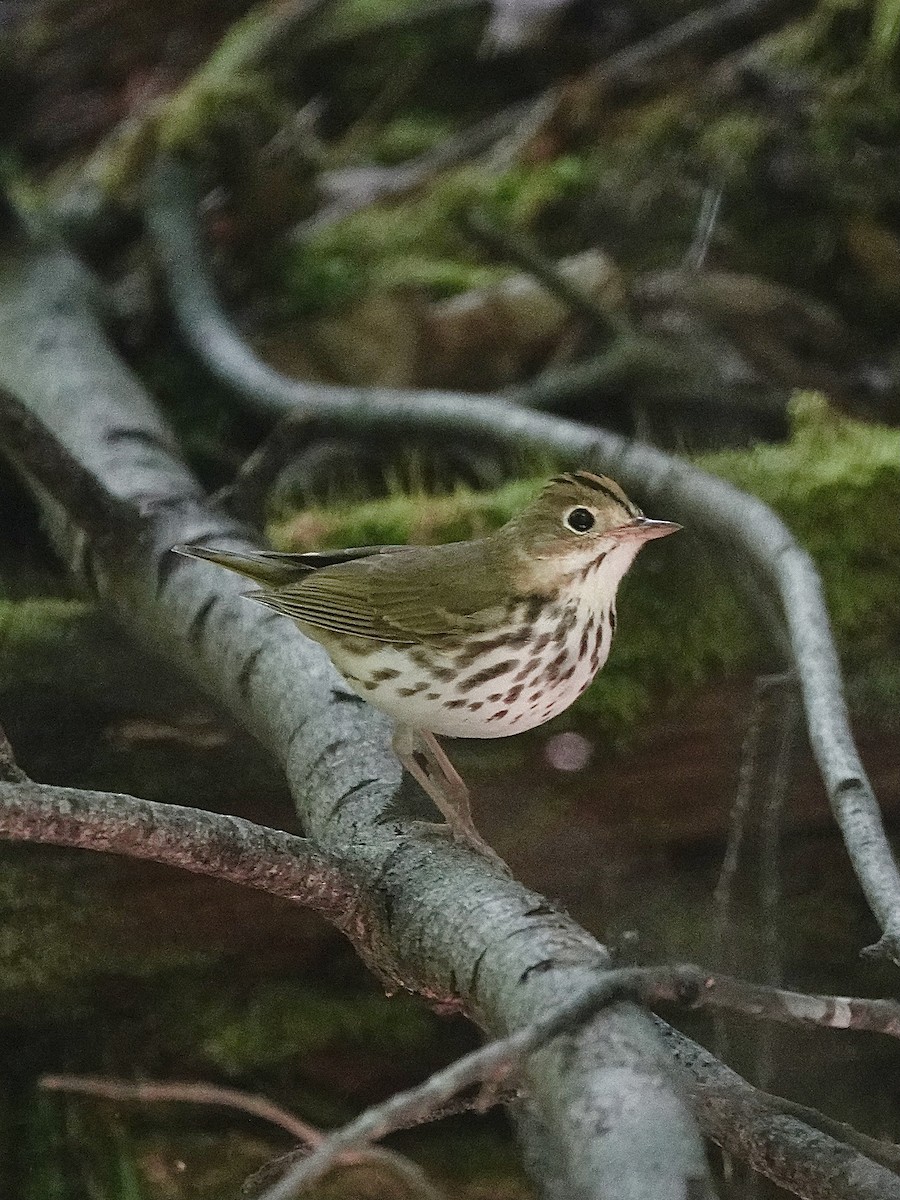 Ovenbird - ML620280378