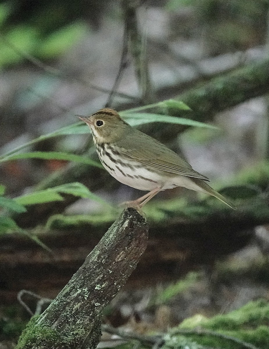 Ovenbird - ML620280379