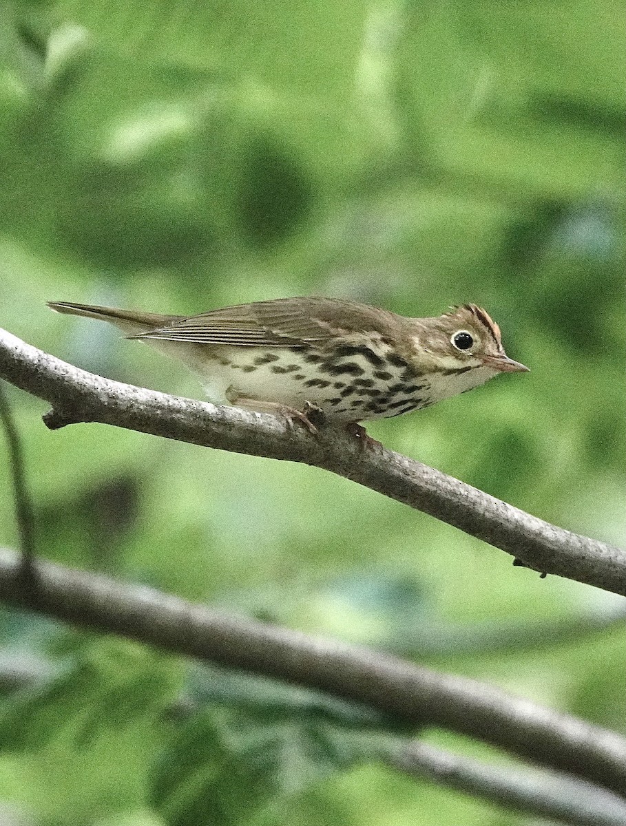 Ovenbird - ML620280380