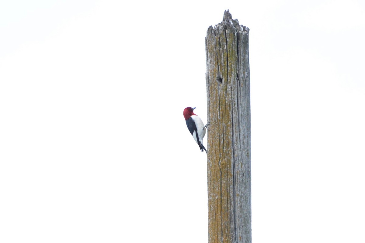 Red-headed Woodpecker - ML620280382