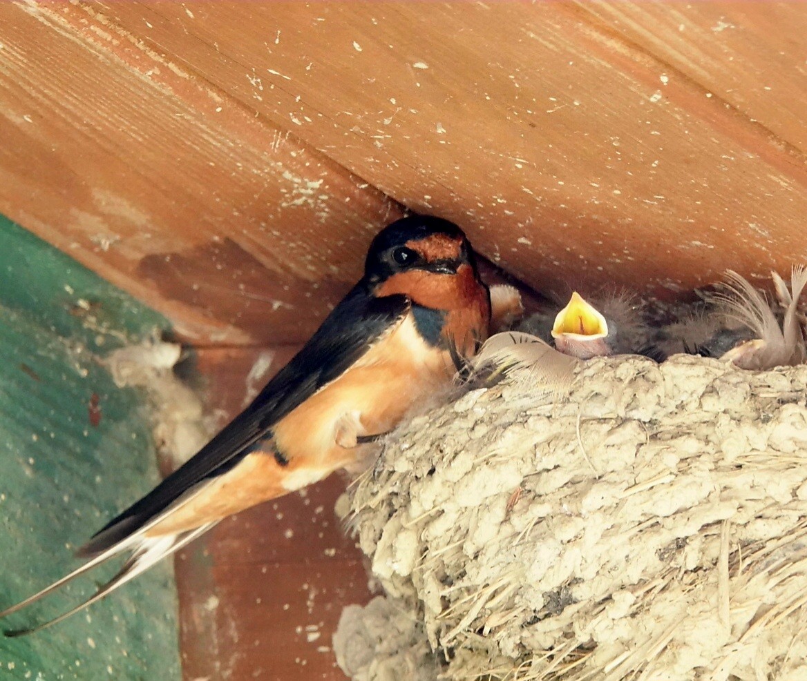 Barn Swallow - ML620280385