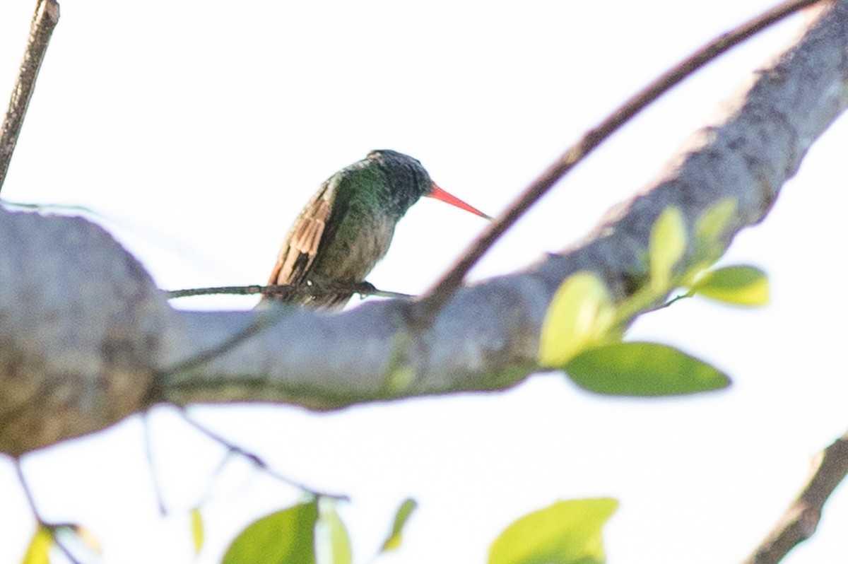 Rufous-tailed Hummingbird - ML620280386
