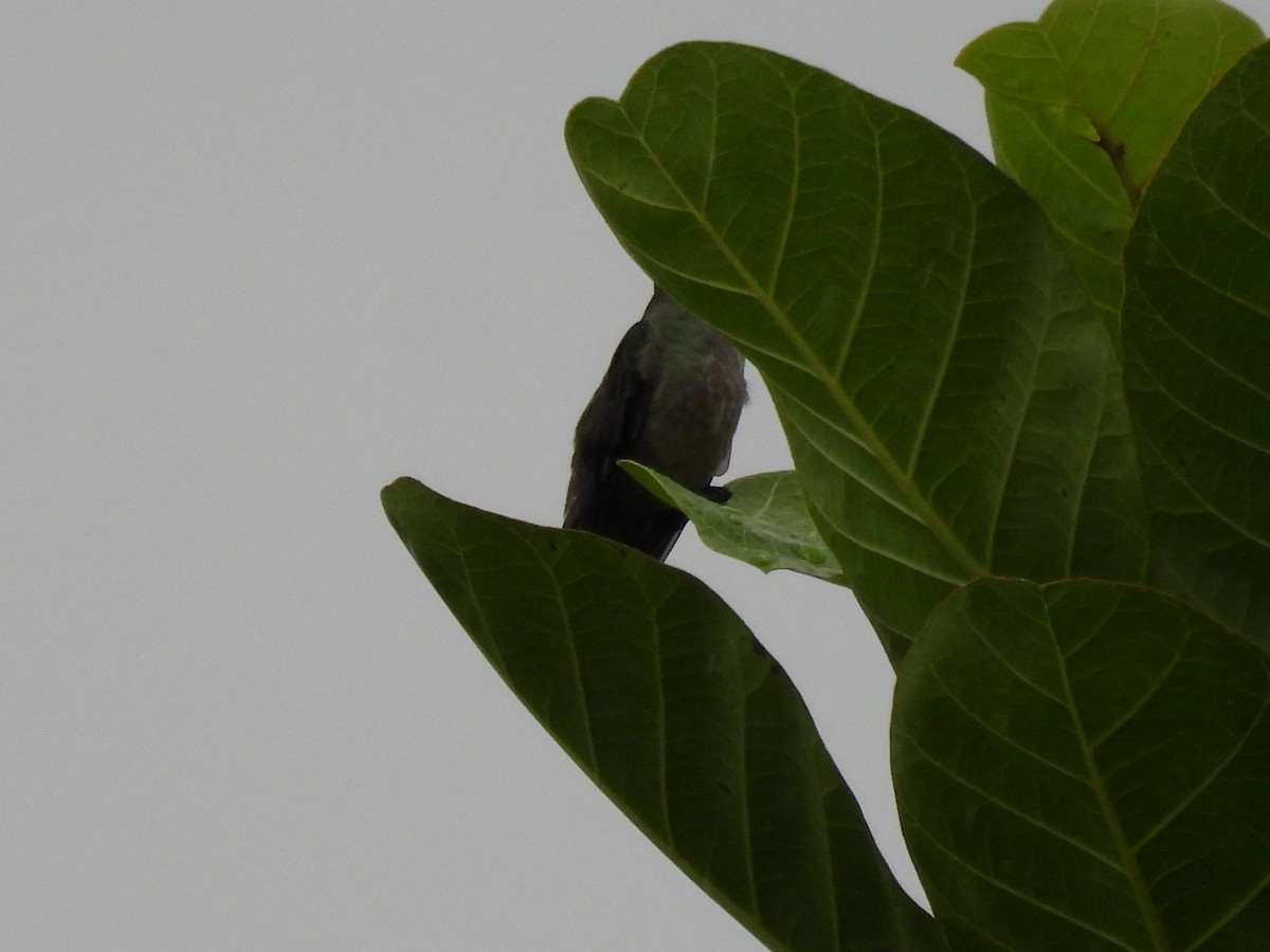 kolibřík skvrnitoprsý - ML620280387