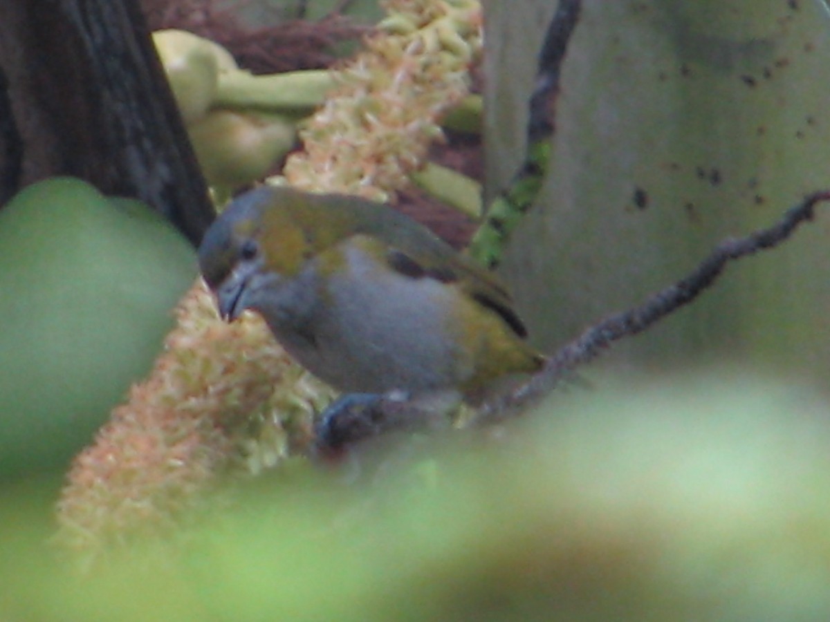 Orange-bellied Euphonia - ML620280390