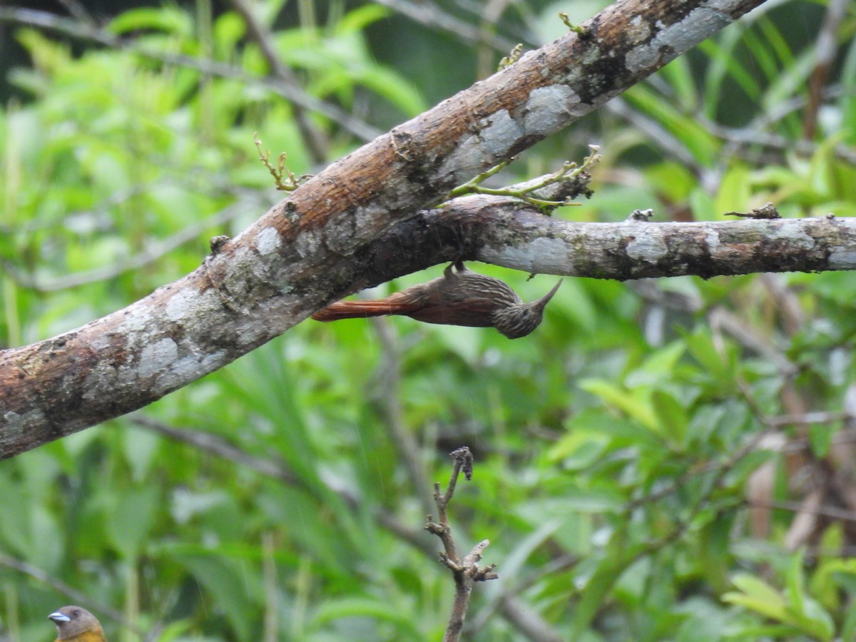 Streak-headed Woodcreeper - ML620280393