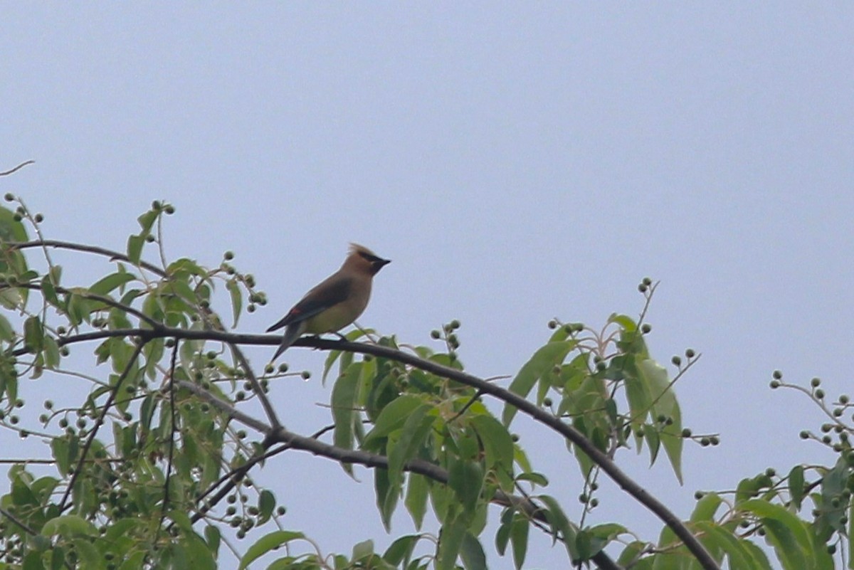 Cedar Waxwing - ML620280395