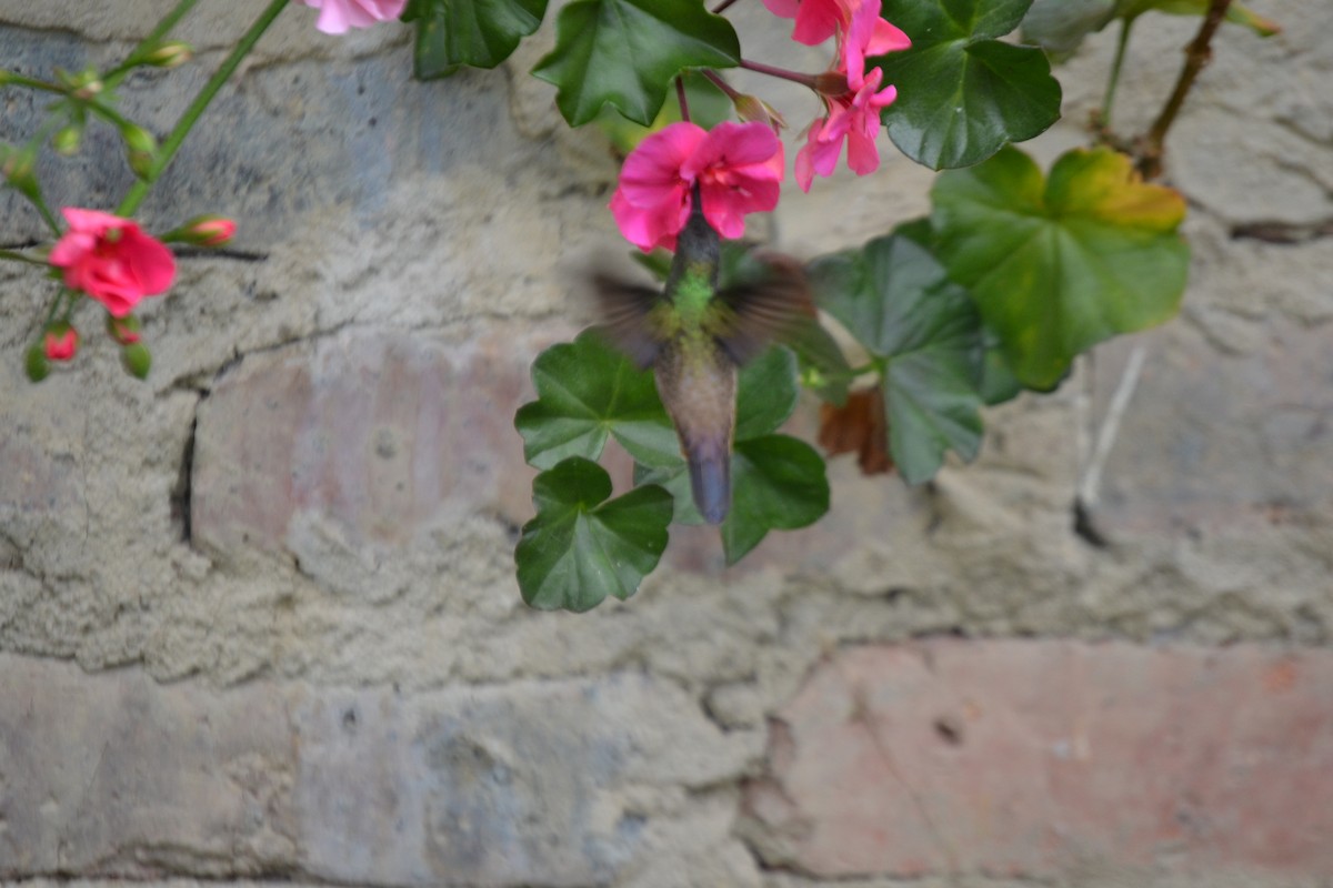 kolibřík aksamitový - ML620280396