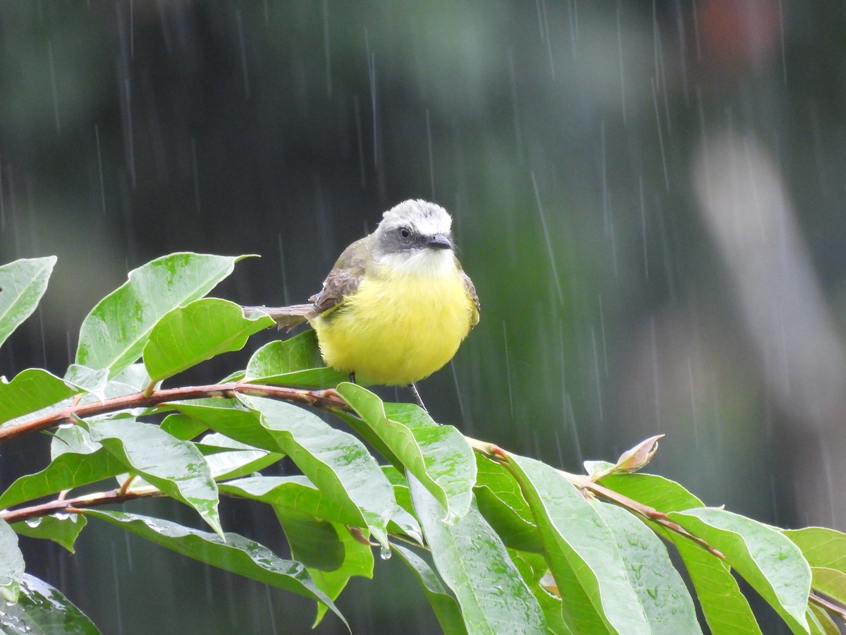 Gray-capped Flycatcher - ML620280397