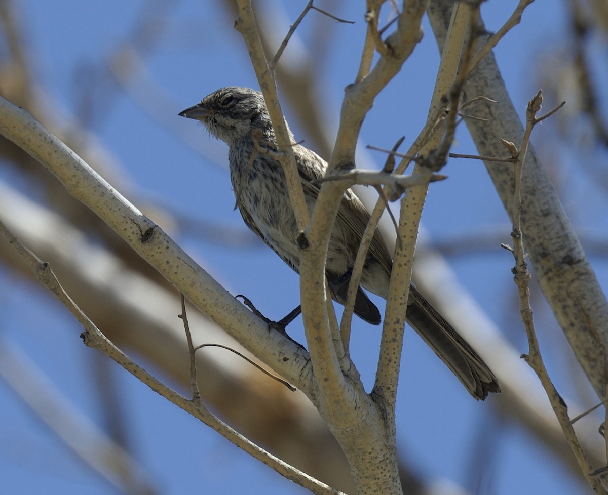 Bell's Sparrow (canescens) - ML620280398