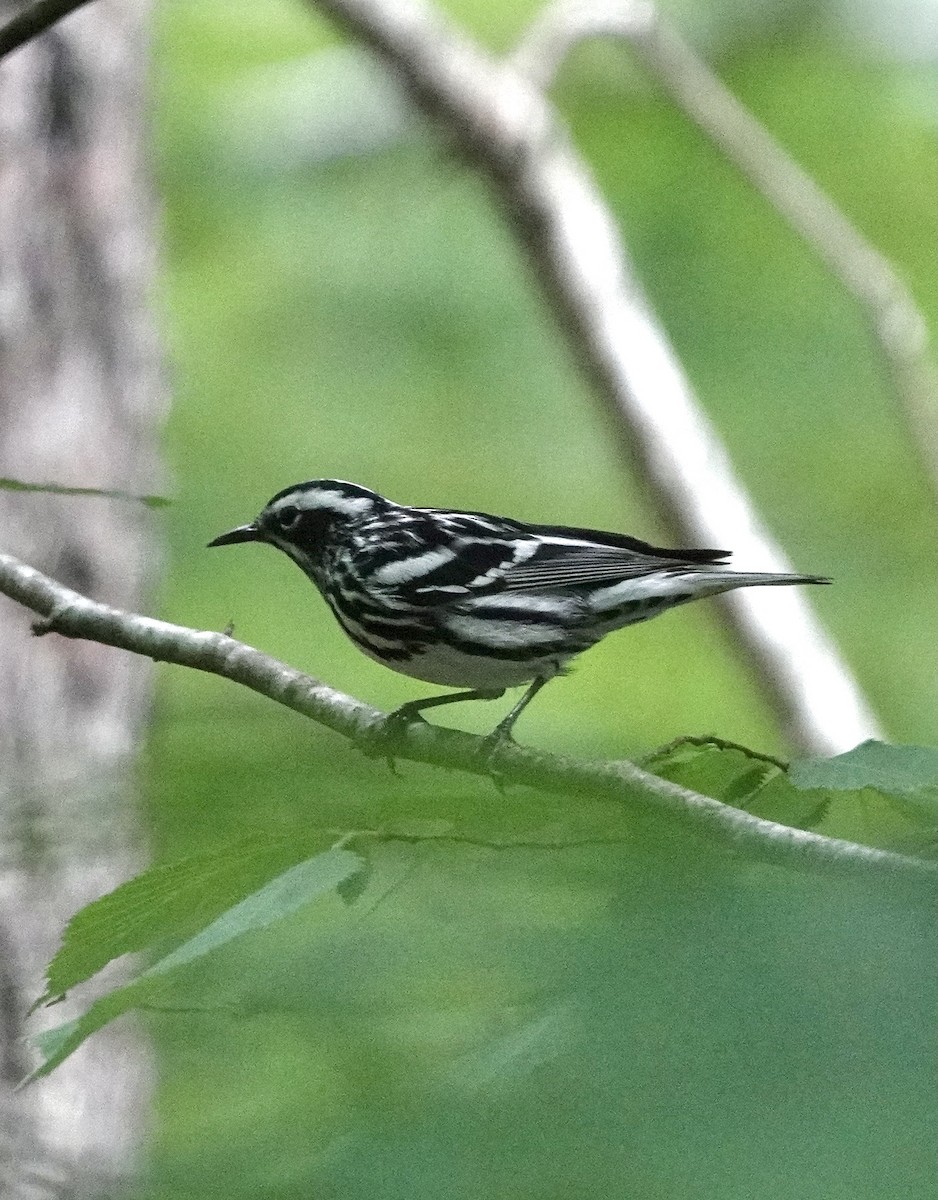 Black-and-white Warbler - ML620280399