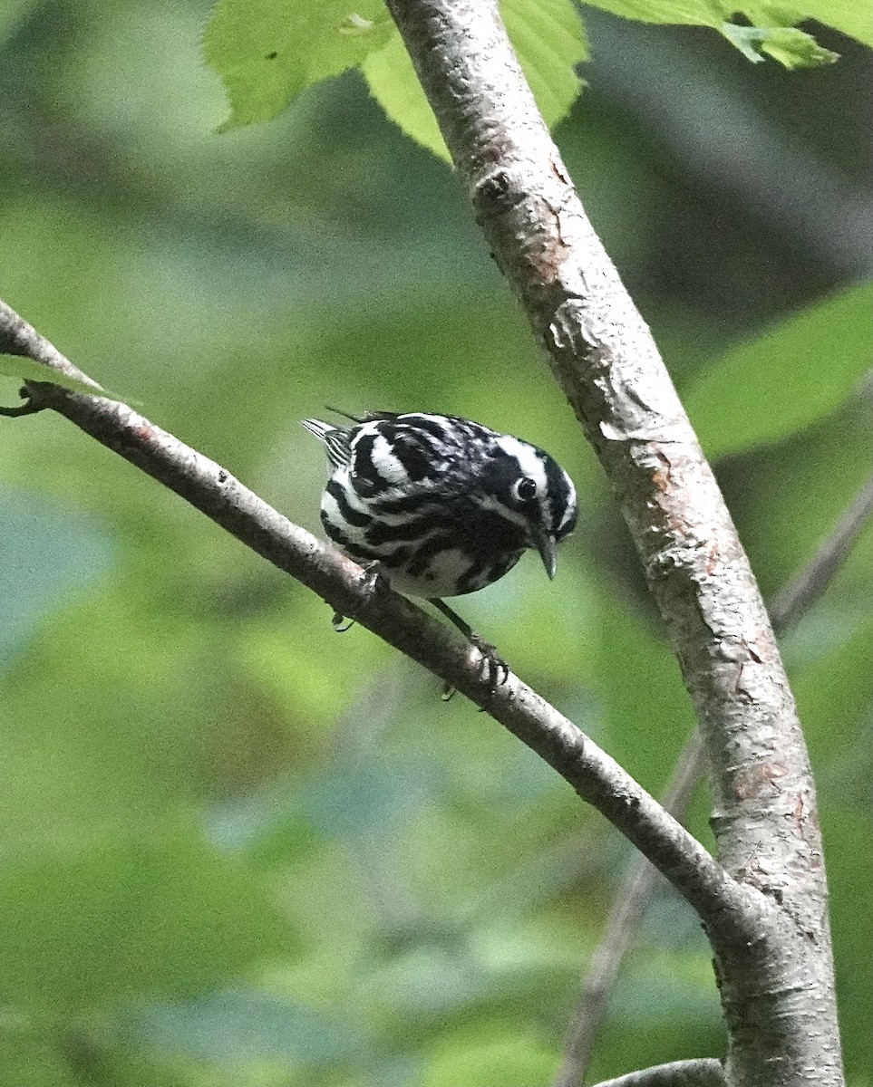 Black-and-white Warbler - ML620280400