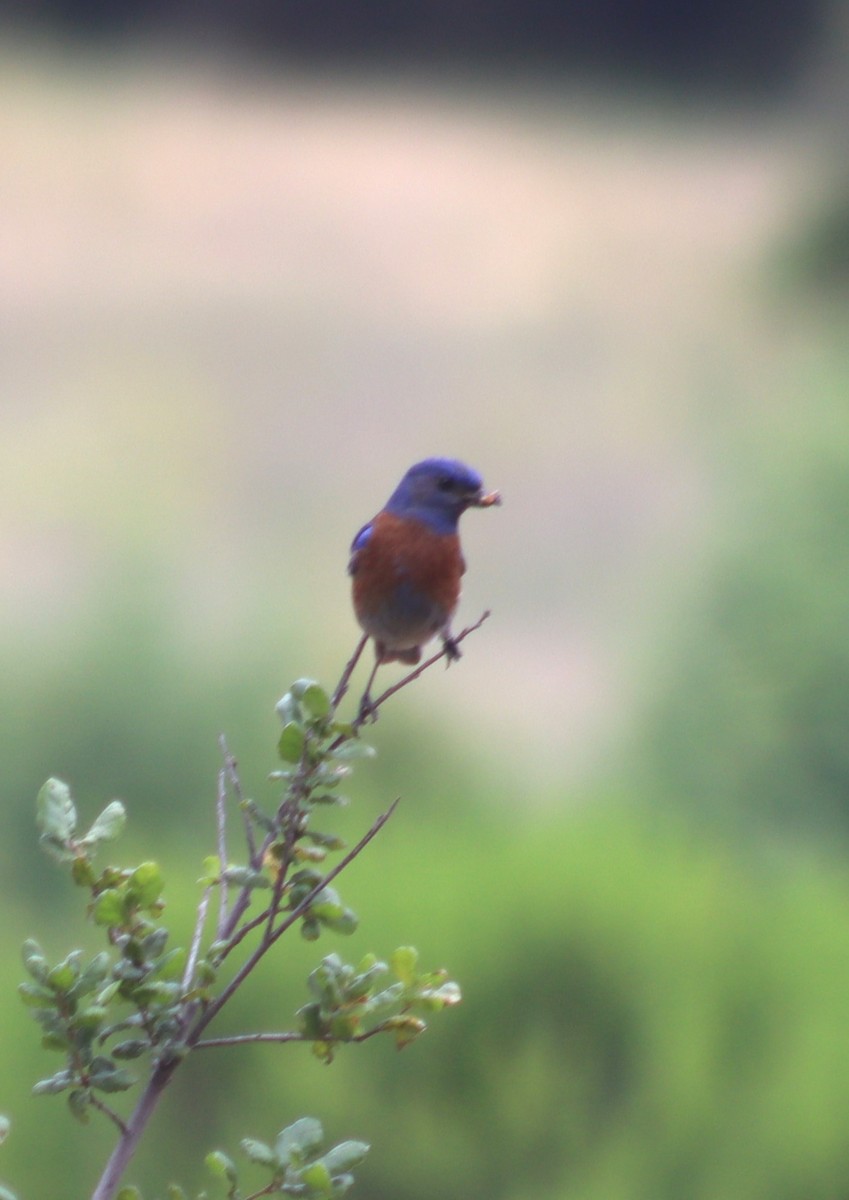 Western Bluebird - ML620280402