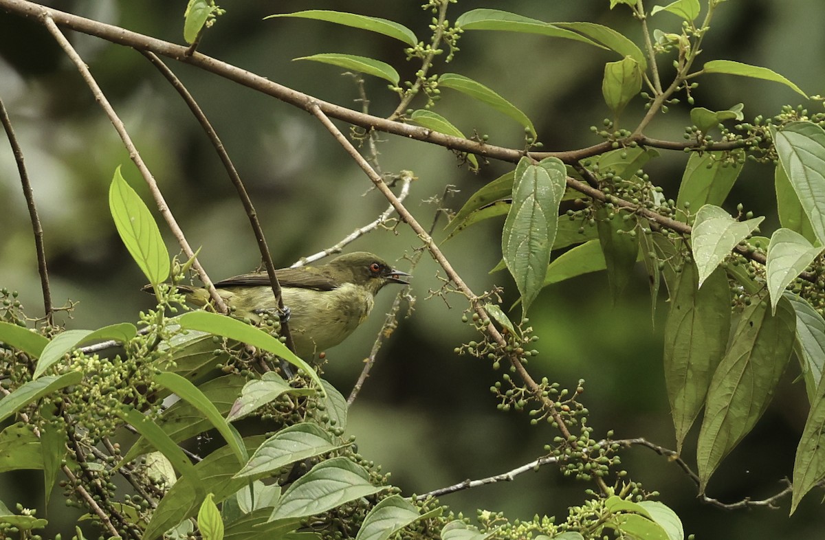 Dacnis à ventre jaune - ML620280404