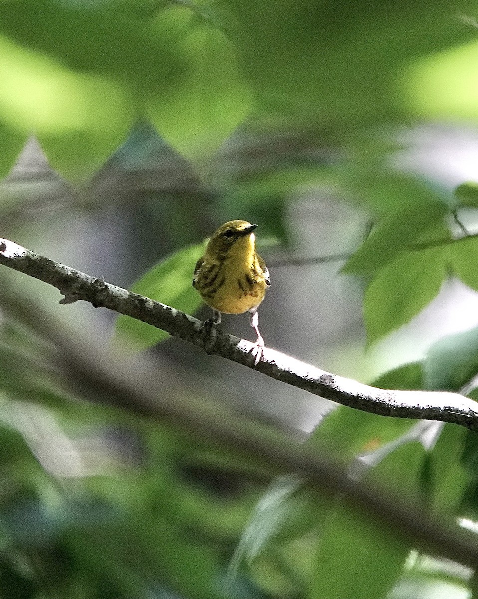 Pine Warbler - ML620280409