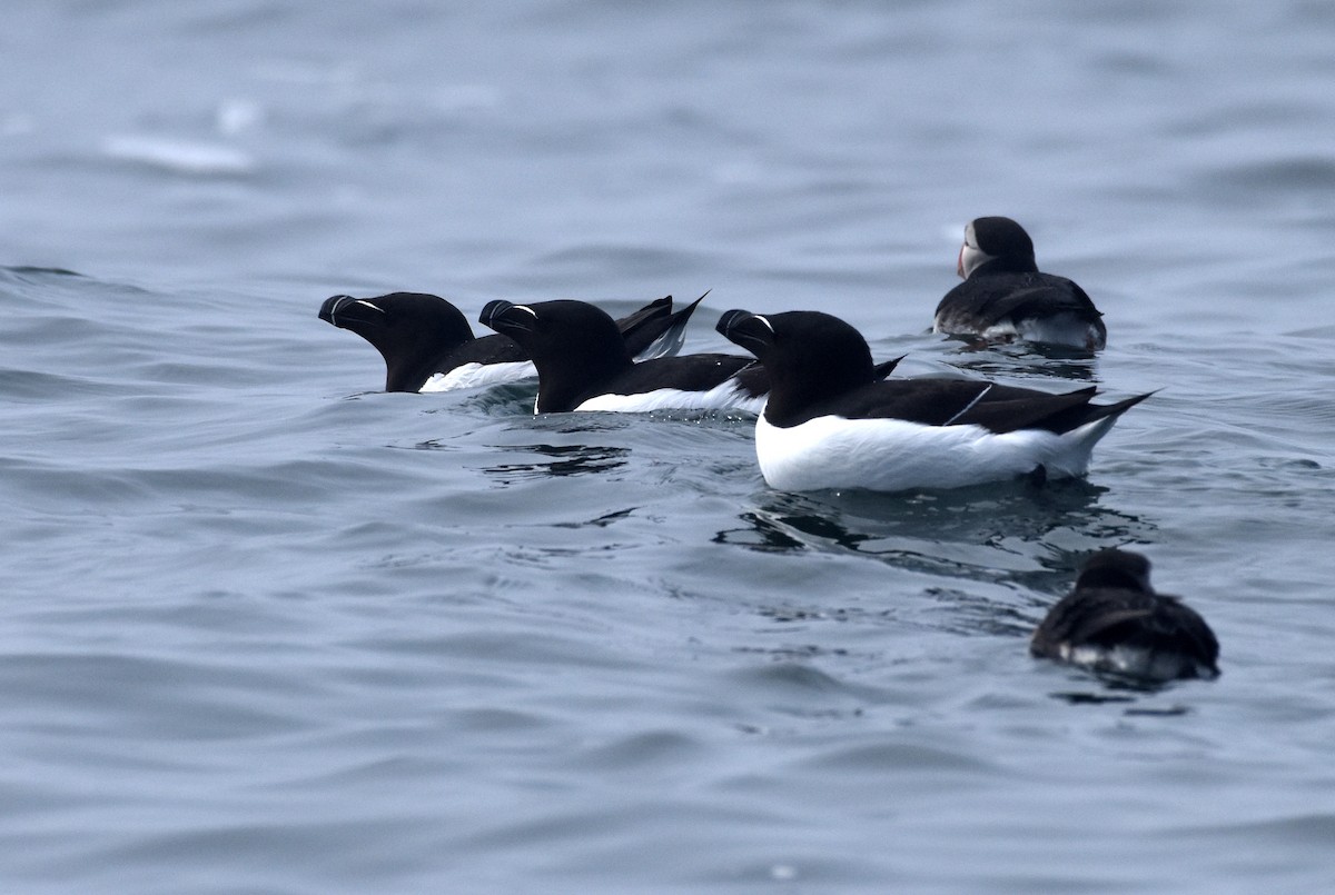 Razorbill - ML620280412