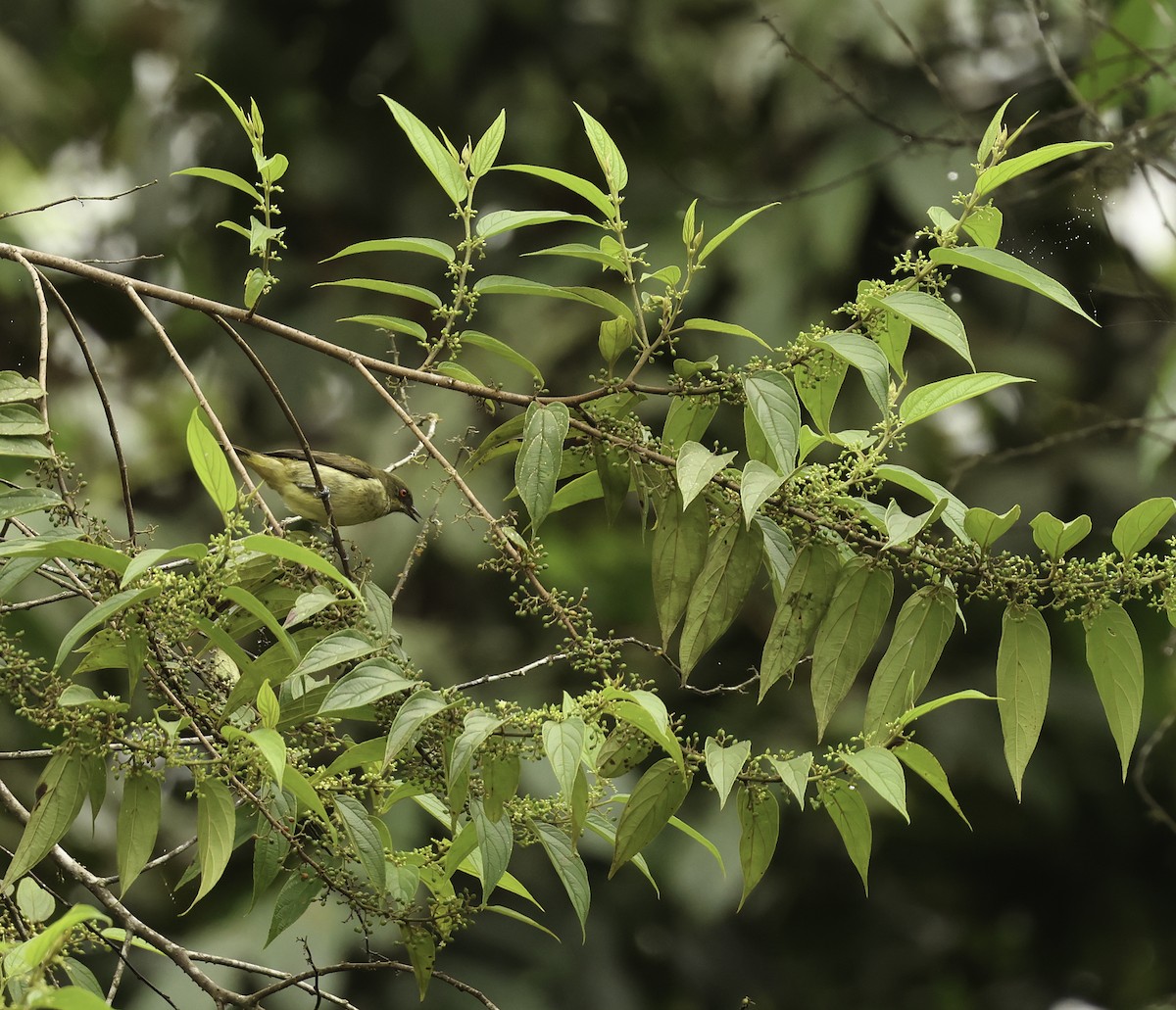 Yellow-bellied Dacnis - ML620280414