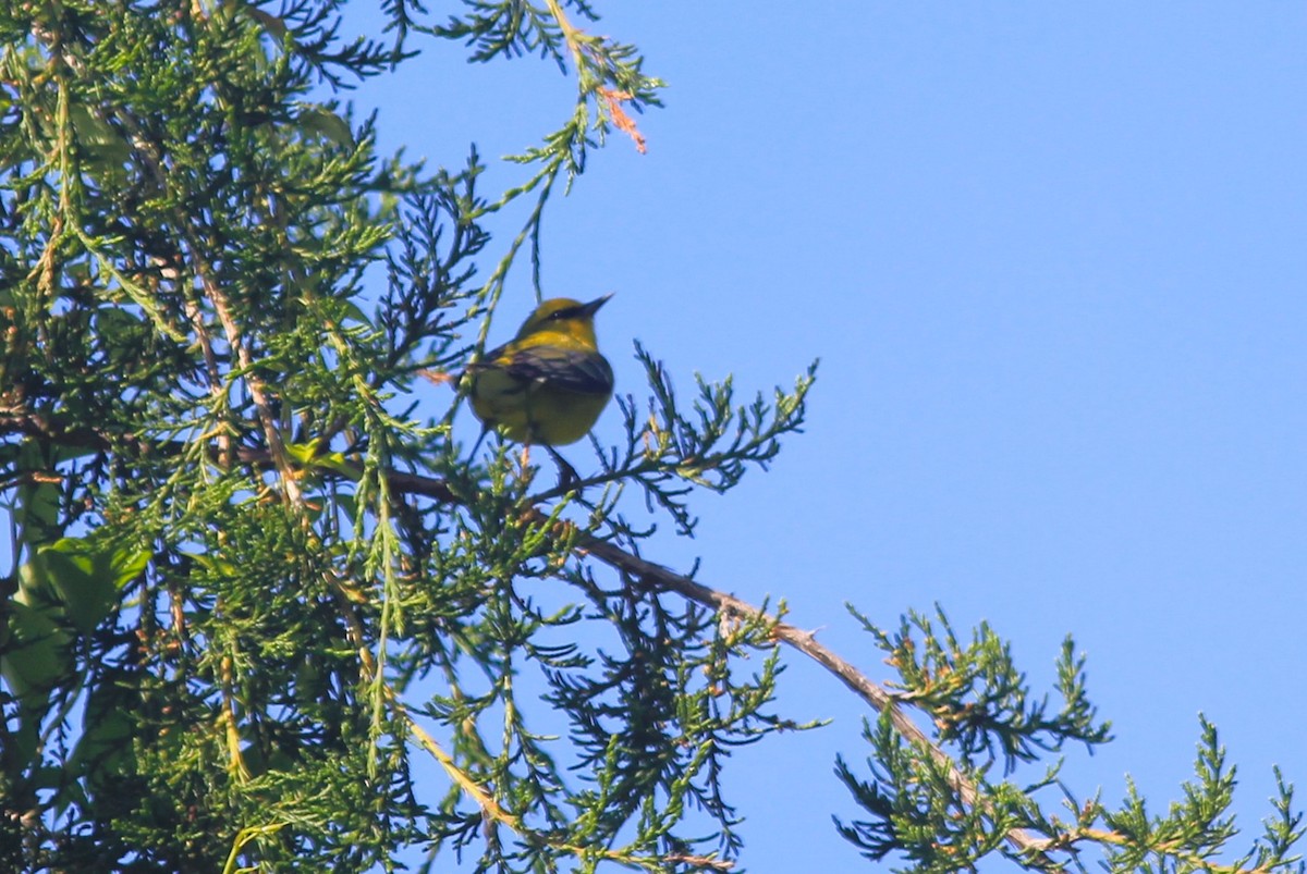 Blauflügel-Waldsänger - ML620280424