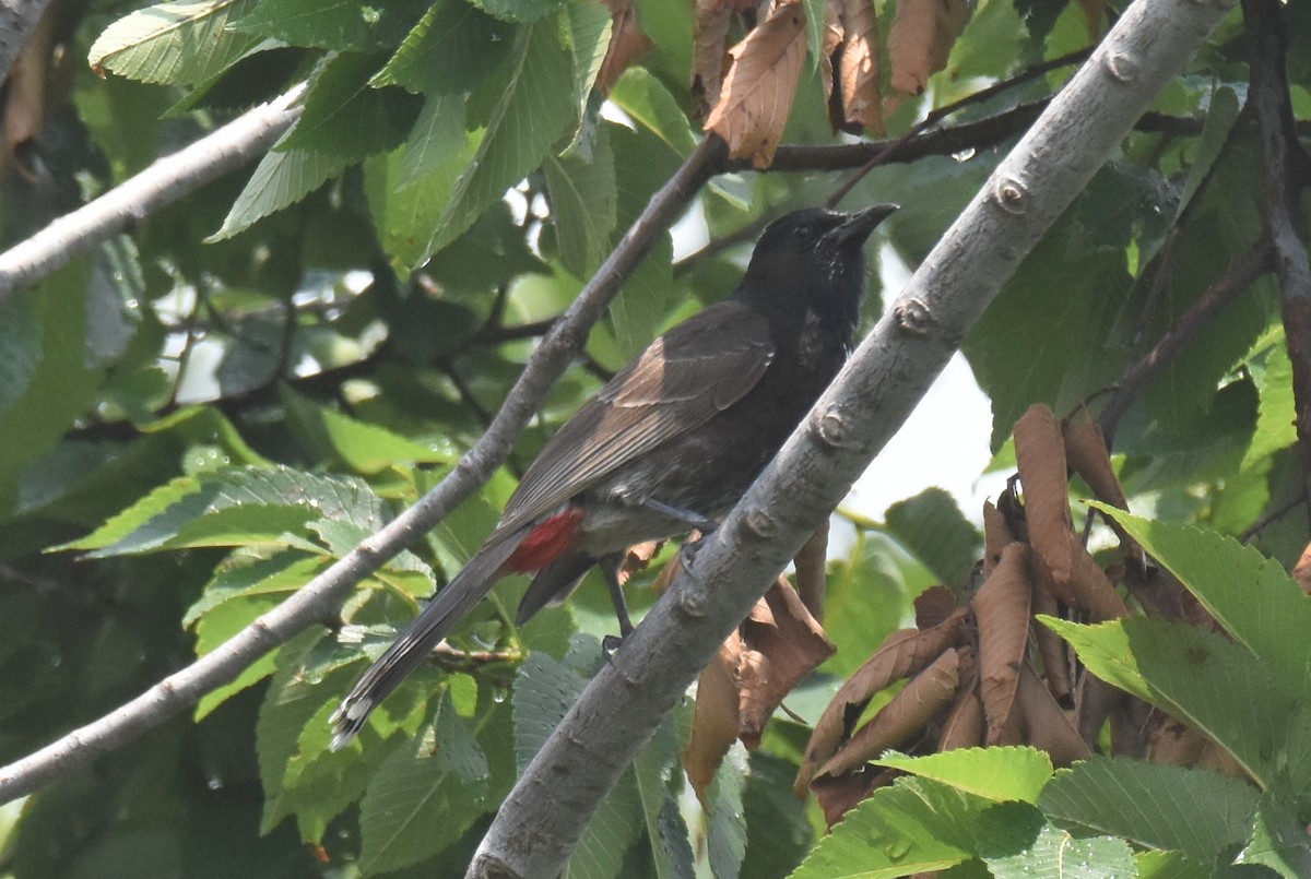 Bulbul à ventre rouge - ML620280426