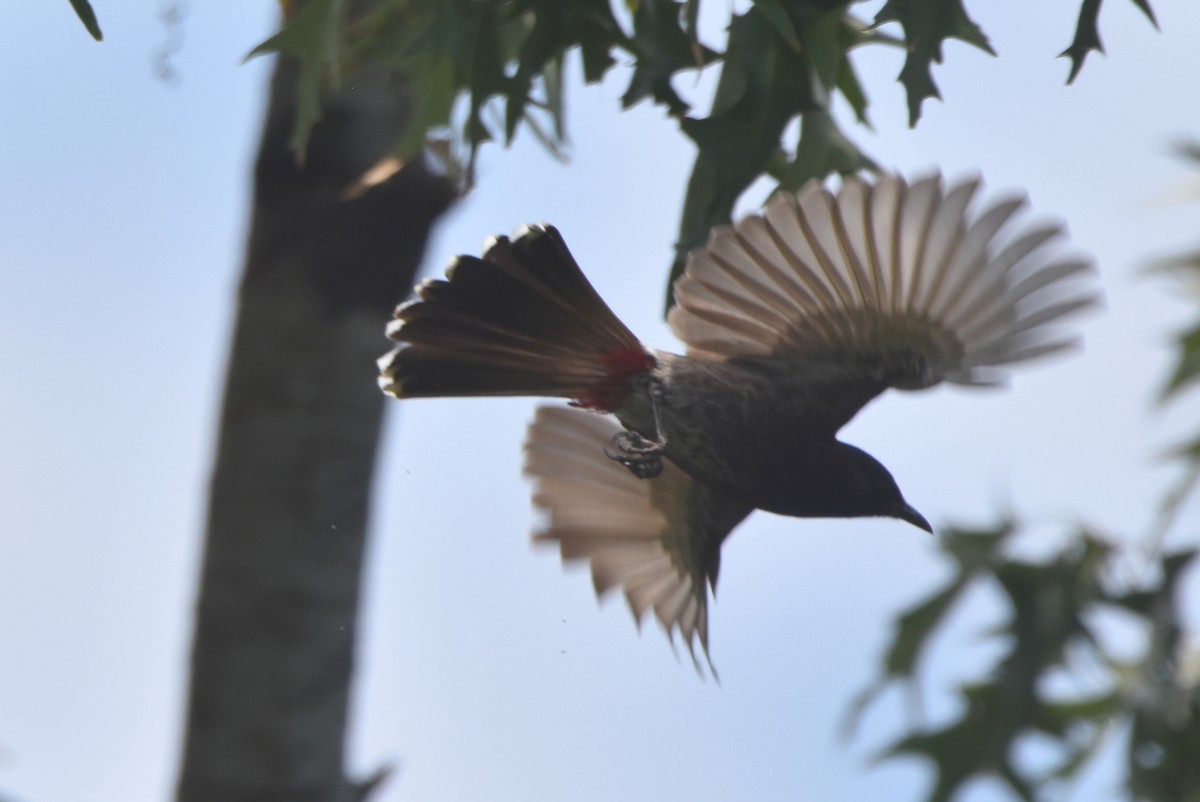 Bulbul à ventre rouge - ML620280427