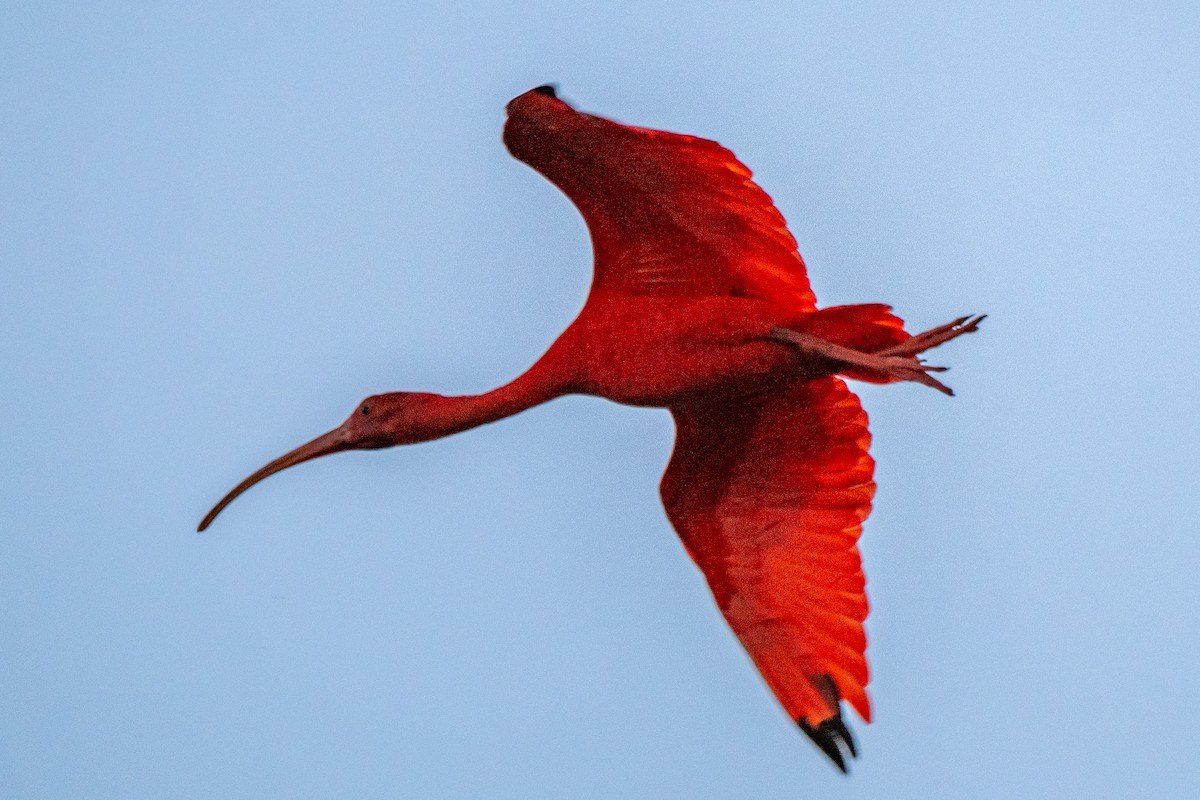 Scarlet Ibis - ML620280428