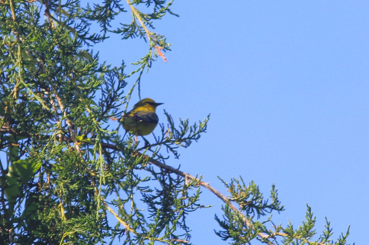 Blue-winged Warbler - ML620280429