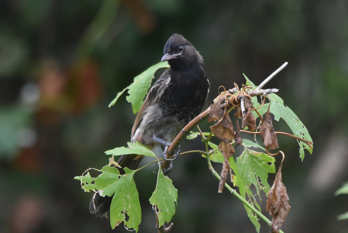 Red-vented Bulbul - ML620280430
