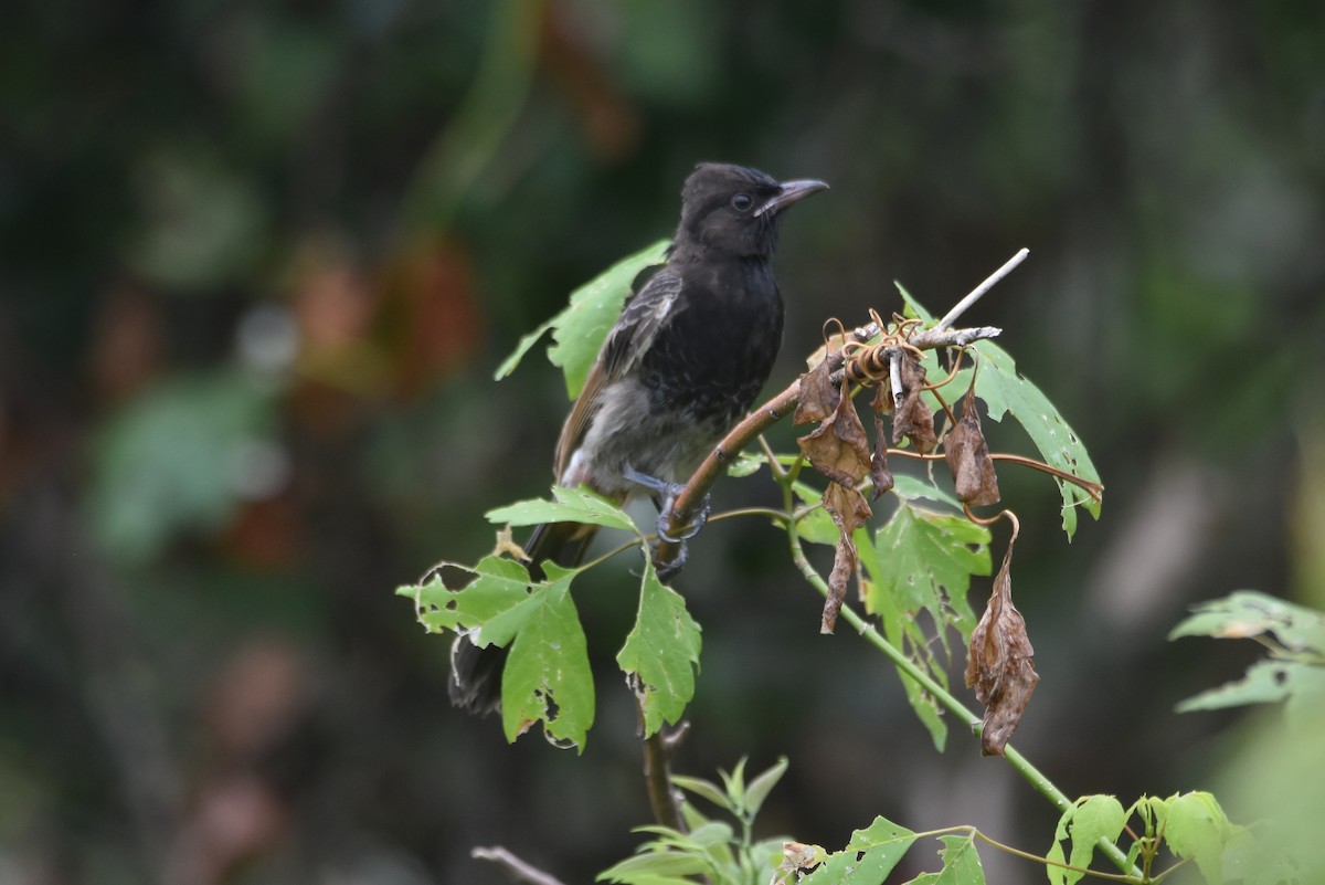 Red-vented Bulbul - ML620280432
