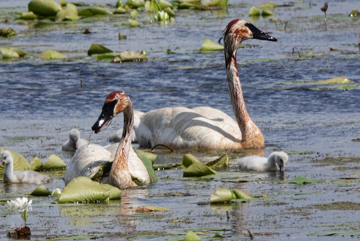 Trumpeter Swan - ML620280435