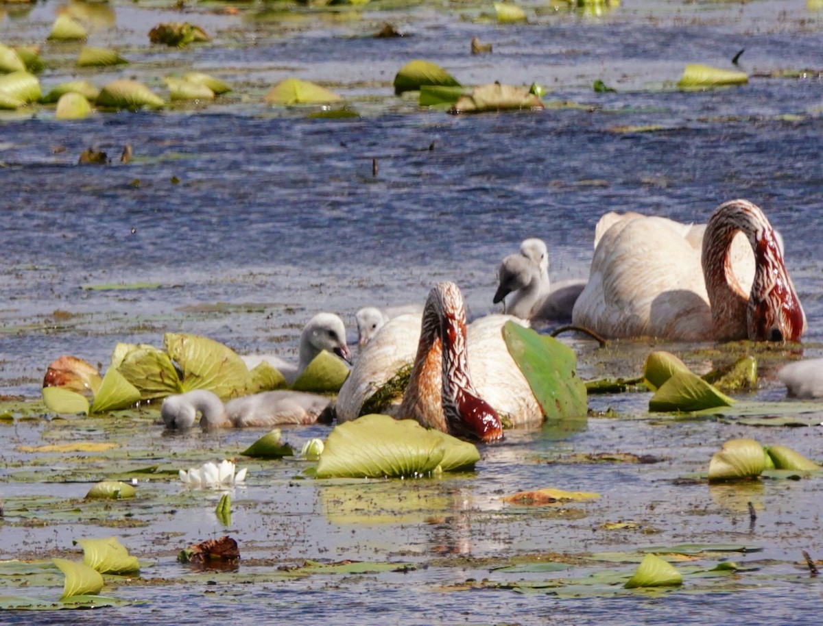 Cygne trompette - ML620280438