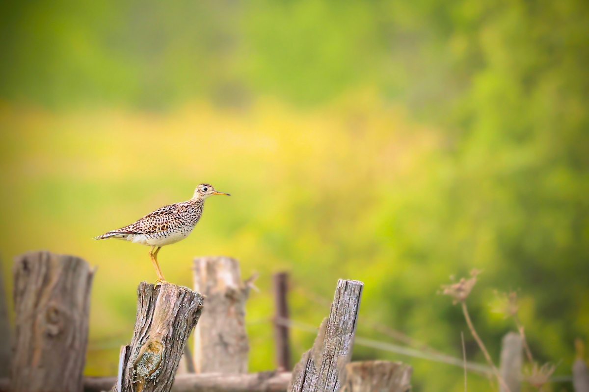 Upland Sandpiper - ML620280444