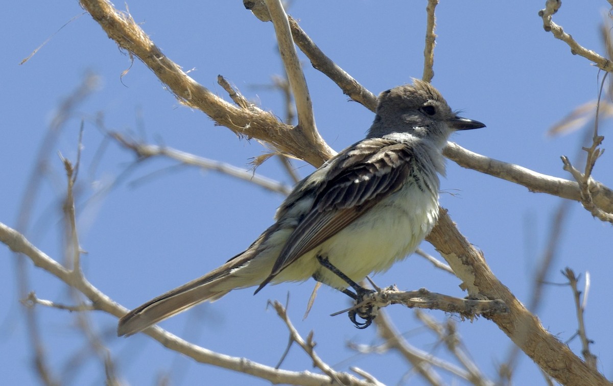 Ash-throated Flycatcher - ML620280445