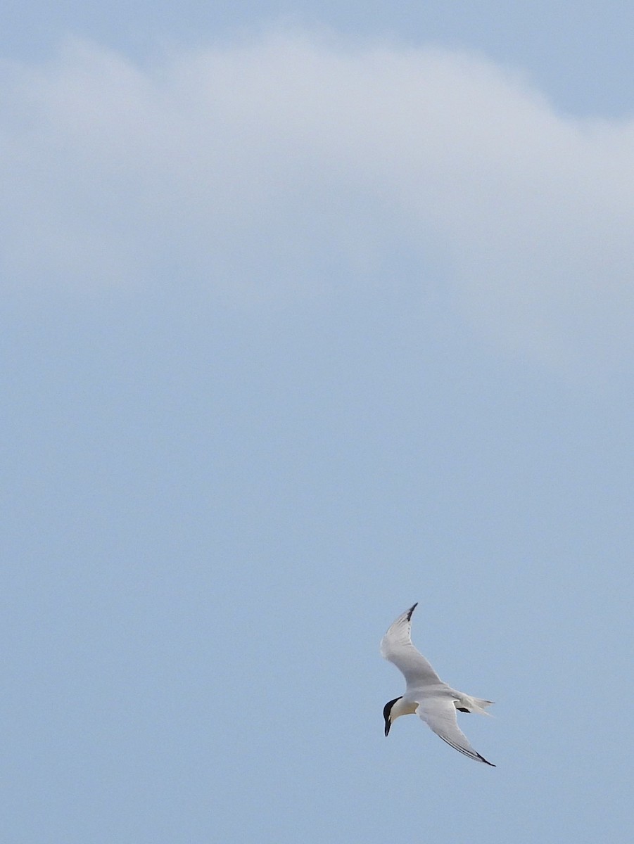 Gull-billed Tern - ML620280446