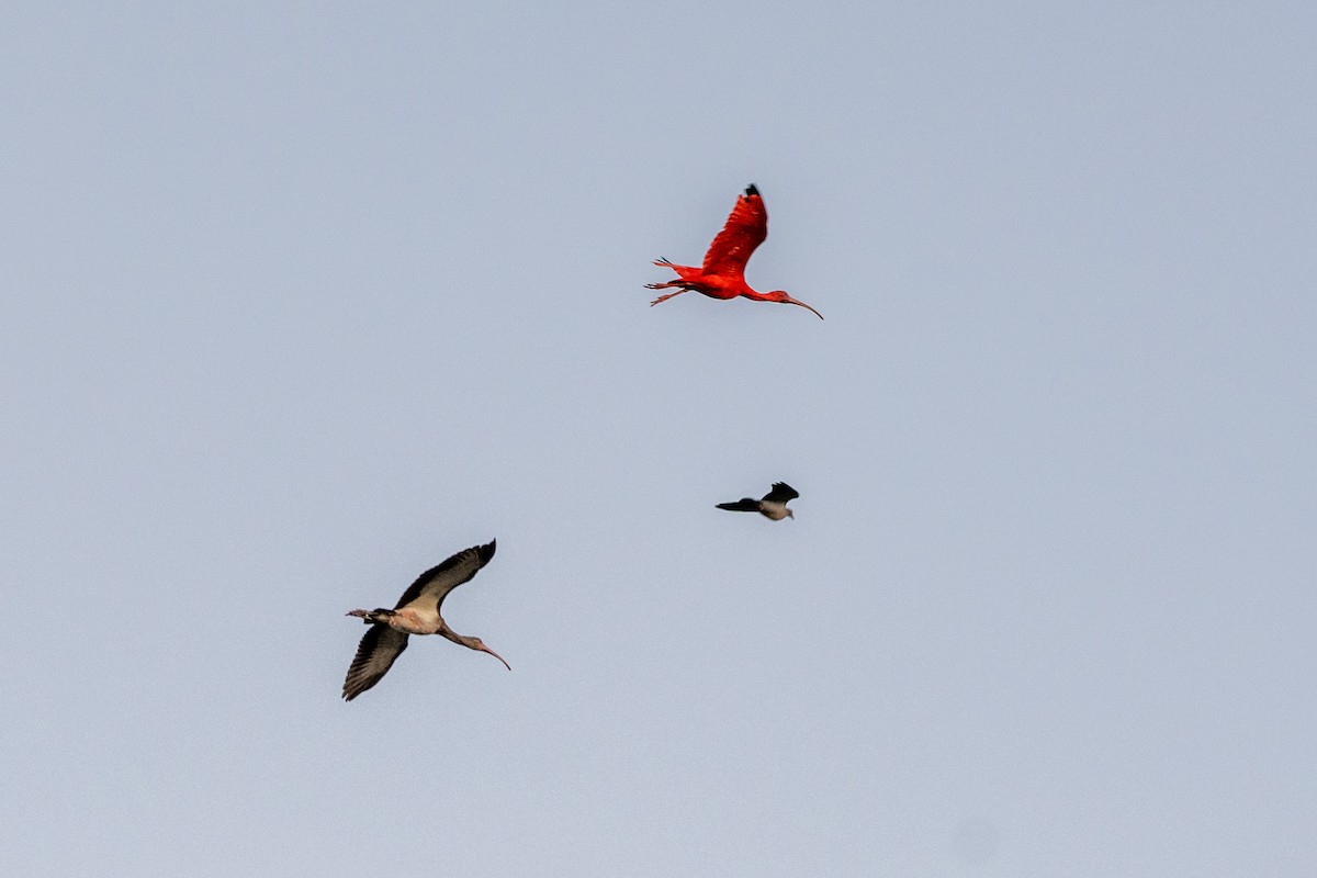 ibis rudý - ML620280455
