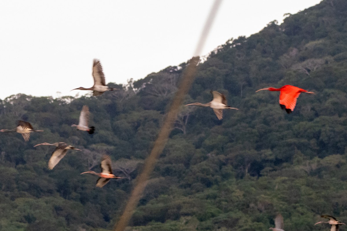 Scarlet Ibis - ML620280456