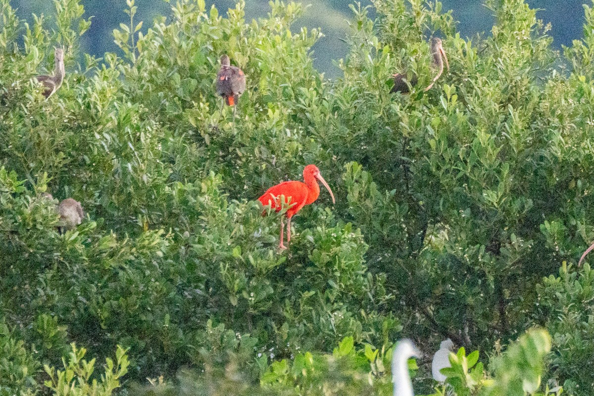 ibis rudý - ML620280457