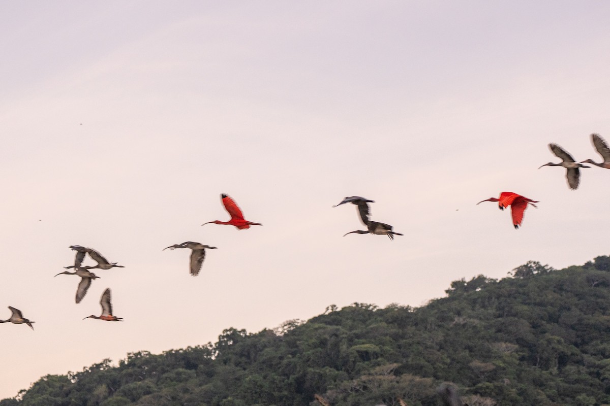 Scarlet Ibis - ML620280458