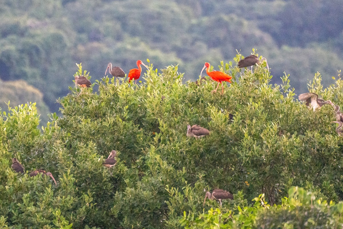 Scarlet Ibis - ML620280459