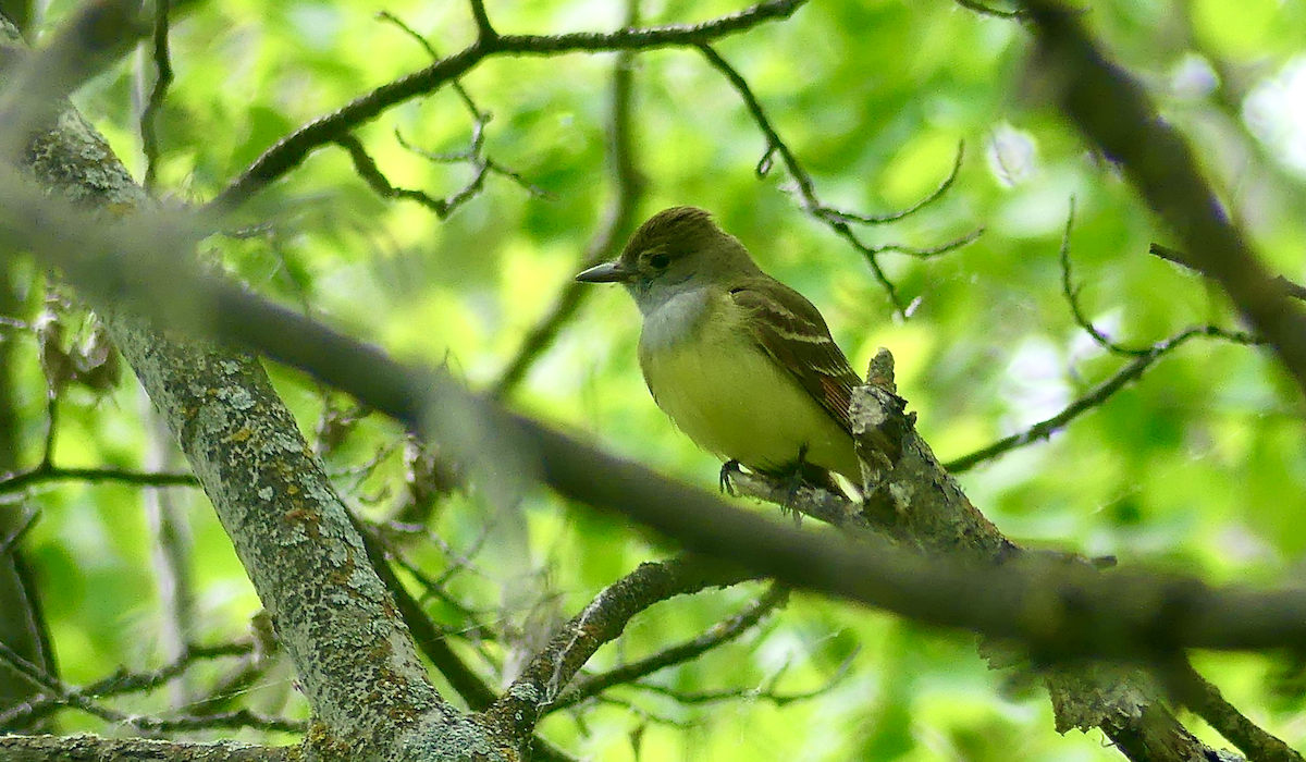 Great Crested Flycatcher - ML620280461