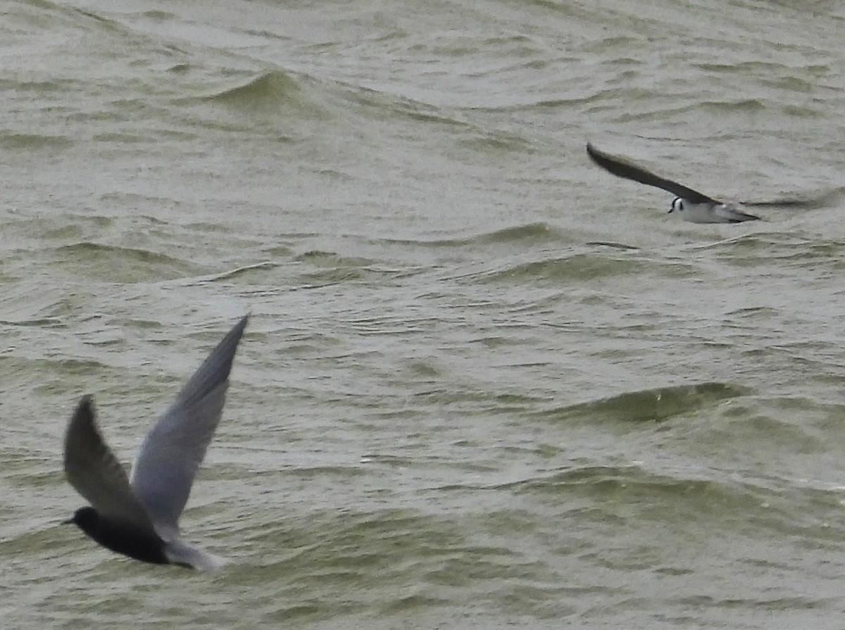 Black Tern - ML620280464