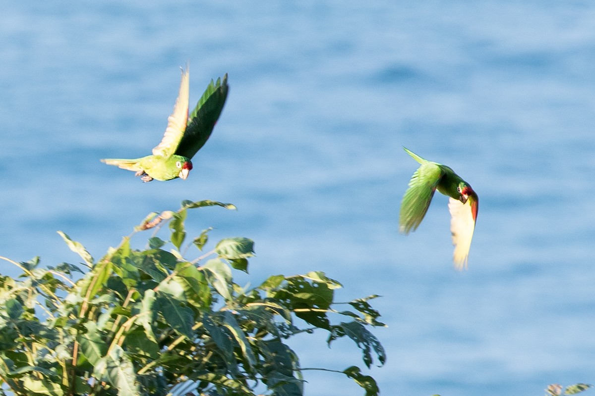 Crimson-fronted Parakeet - ML620280465