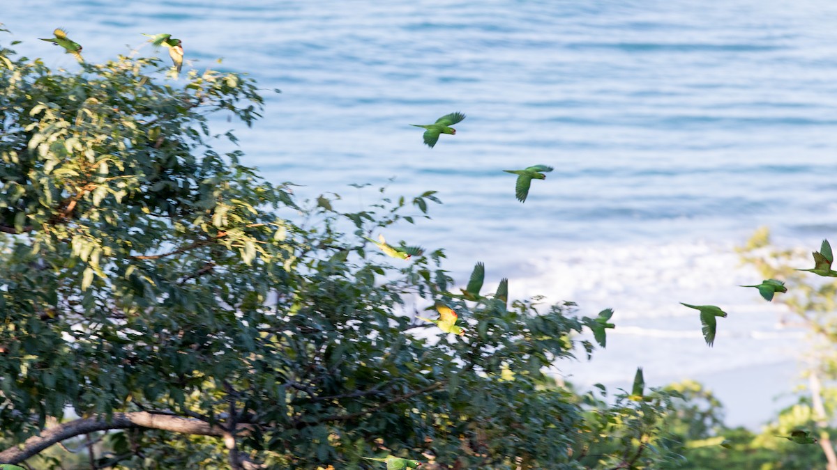 Crimson-fronted Parakeet - ML620280469