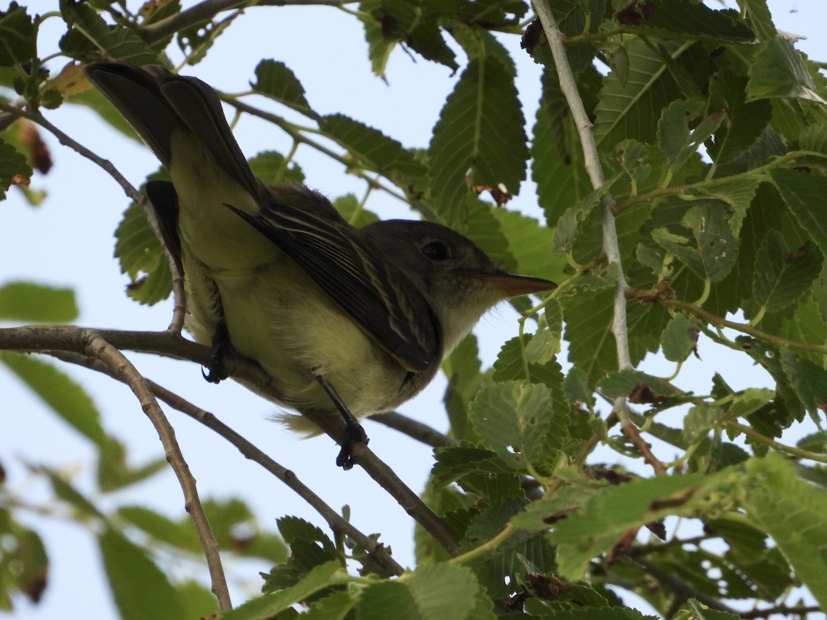 Willow Flycatcher - Whitney Heim