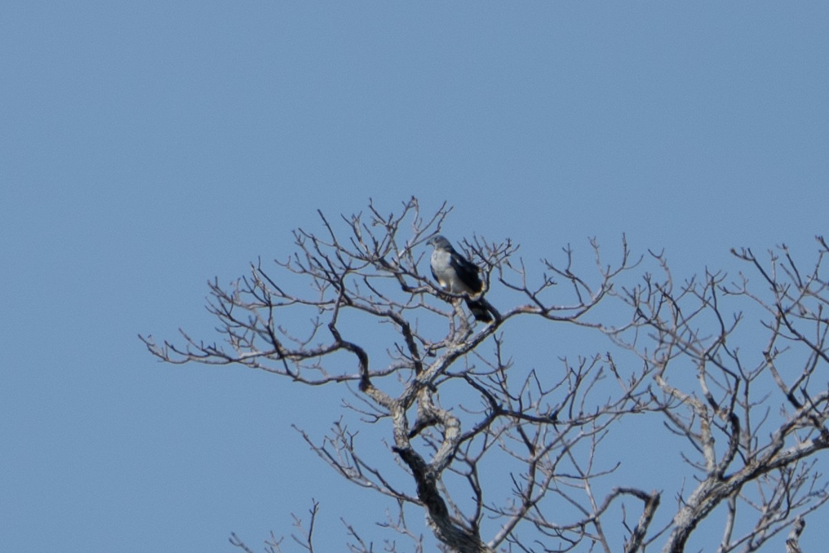 Gray-headed Kite - ML620280479