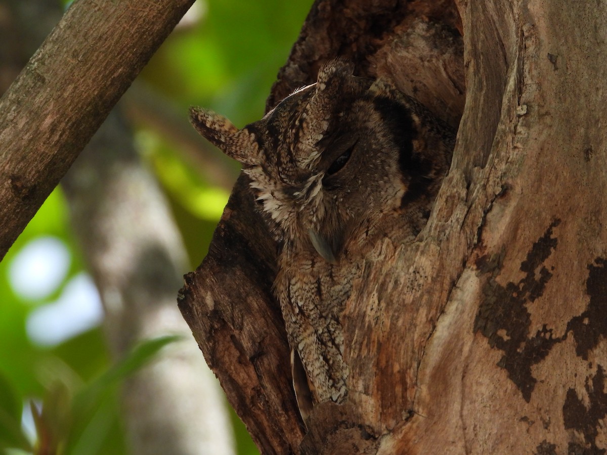 Tropical Screech-Owl - ML620280480