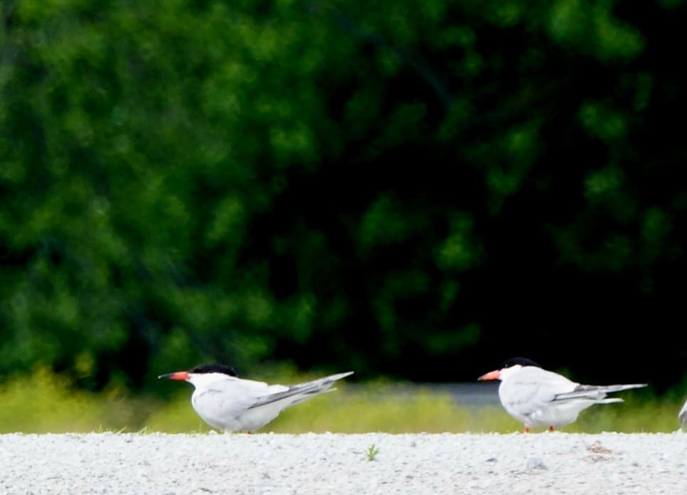 Caspian Tern - ML620280481