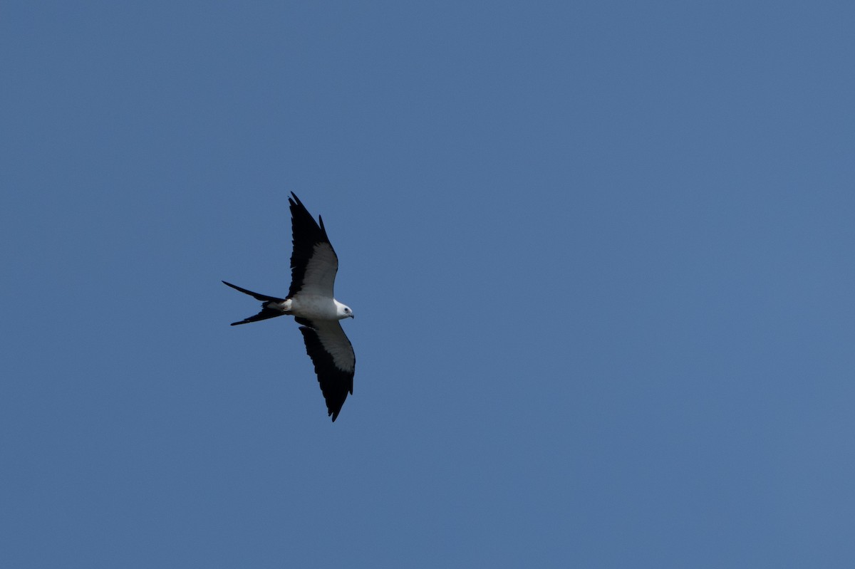 Swallow-tailed Kite - ML620280483