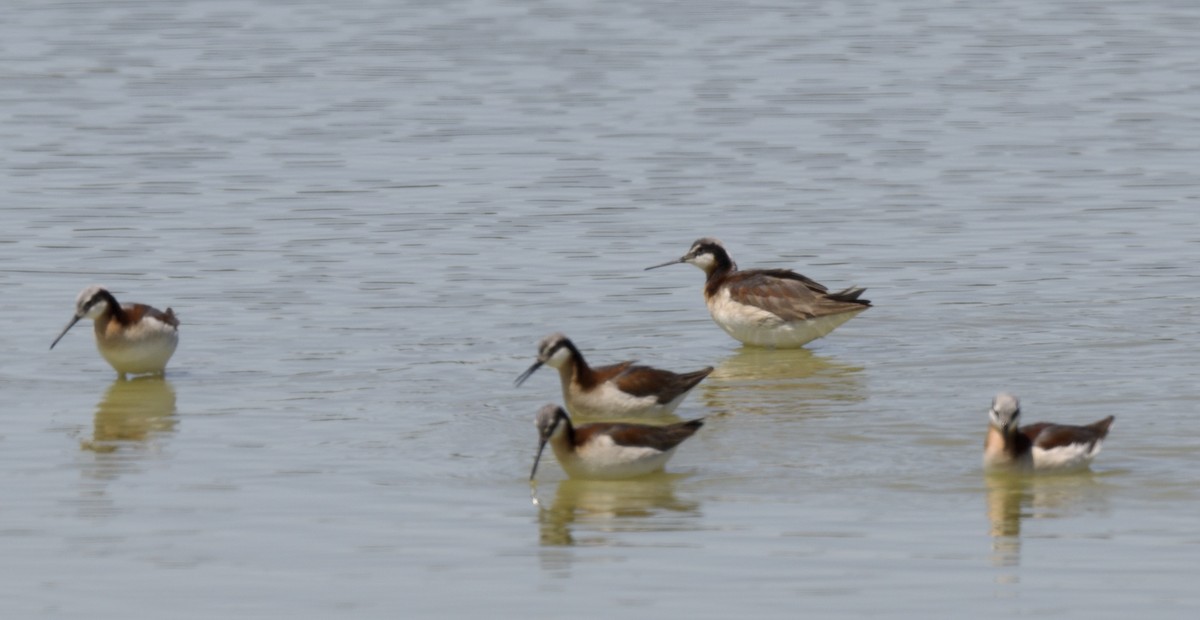 Falaropo Tricolor - ML620280486