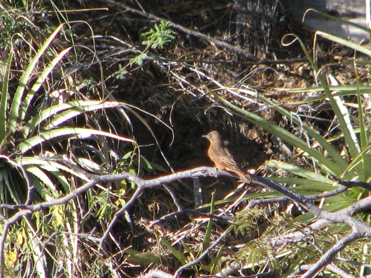 Cliff Flycatcher - ML620280495